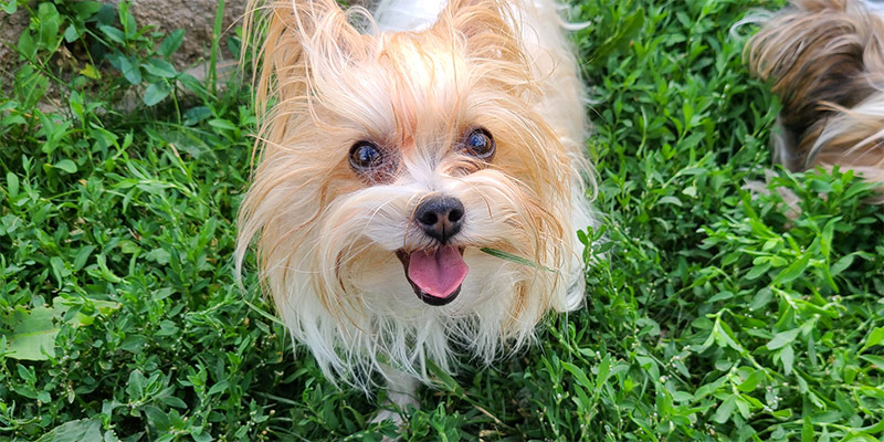 Yogo Yorkies of Montana Puppies For Sale